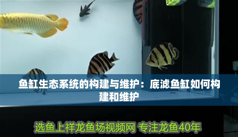 魚缸生態系統的構建與維護：底濾魚缸如何構建和維護