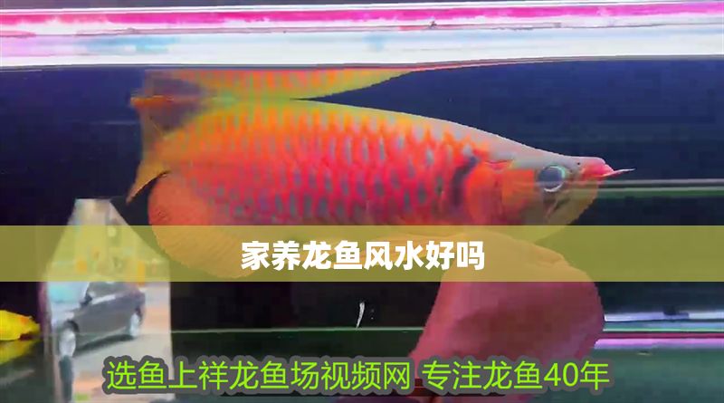 家養龍魚風水好嗎