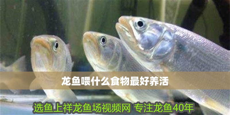 龍魚喂什么食物最好養活