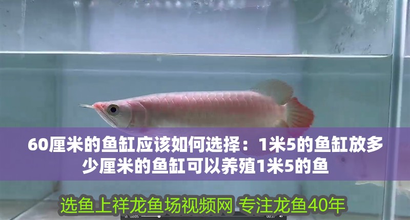60厘米的魚缸應該如何選擇：1米5的魚缸放多少厘米的魚缸可以養殖1米5的魚
