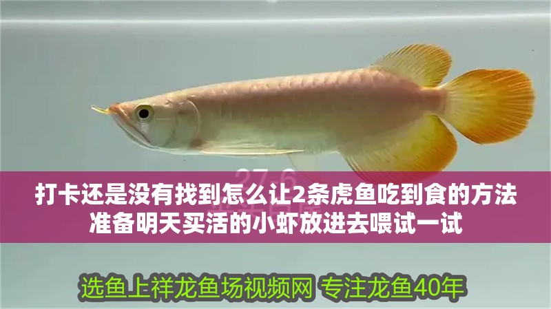 打卡還是沒有找到怎么讓2條虎魚吃到食的方法準備明天買活的小蝦放進去喂試一試 打卡還是沒有找到怎么讓2條虎魚吃到食的方法準備明天買活的小蝦放進去喂試一試 虎魚百科