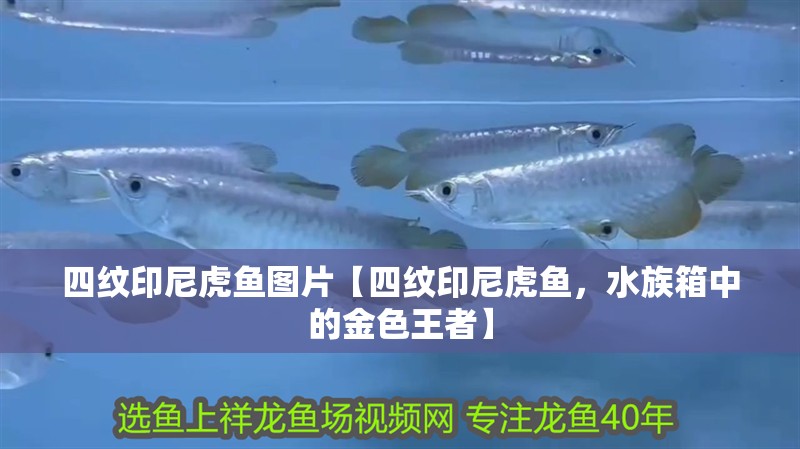四紋印尼虎魚圖片【四紋印尼虎魚，水族箱中的金色王者】