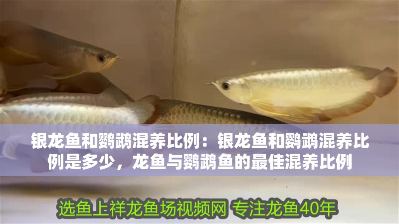 銀龍魚和鸚鵡混養(yǎng)比例：銀龍魚和鸚鵡混養(yǎng)比例是多少，龍魚與鸚鵡魚的最佳混養(yǎng)比例