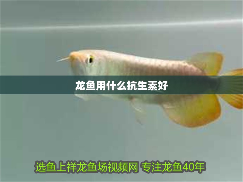 龍魚用什么抗生素好