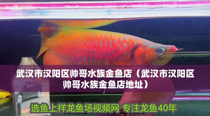 武漢市漢陽區(qū)帥哥水族金魚店（武漢市漢陽區(qū)帥哥水族金魚店地址）