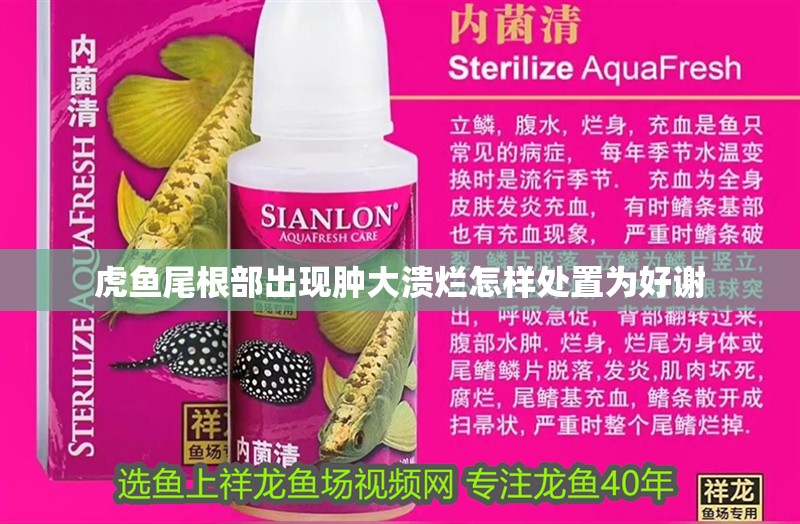 虎魚尾根部出現腫大潰爛怎樣處置為好謝