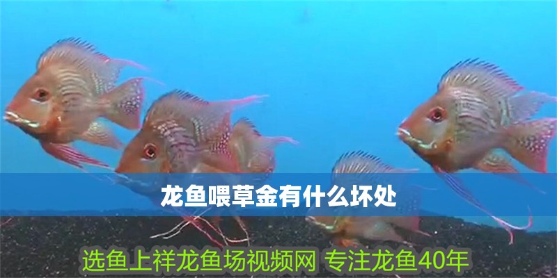 龍魚喂草金有什么壞處