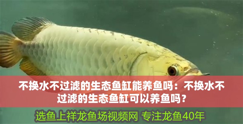 不換水不過濾的生態魚缸能養魚嗎：不換水不過濾的生態魚缸可以養魚嗎？
