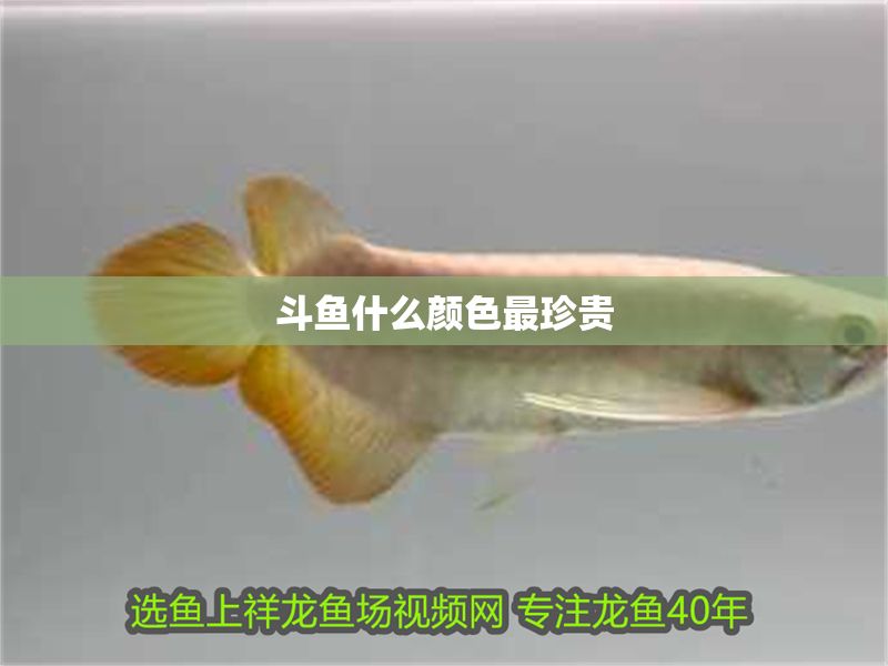 斗魚什么顏色最珍貴 斗魚什么顏色最珍貴 豬鼻龜百科 第2張