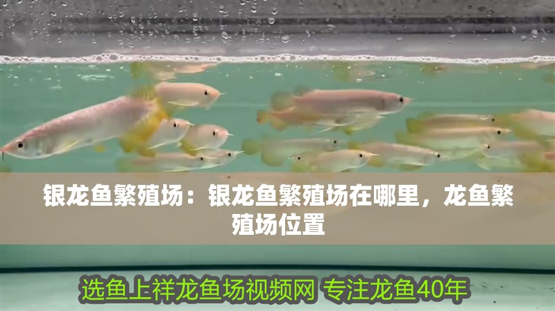 銀龍魚繁殖場：銀龍魚繁殖場在哪里，龍魚繁殖場位置