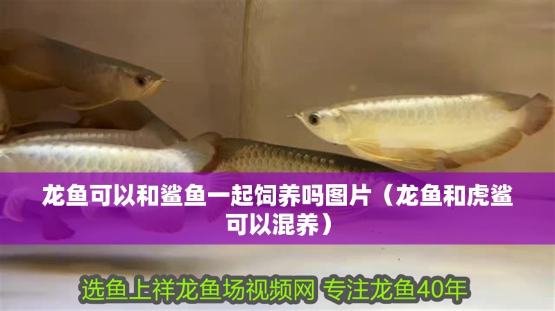 龍魚可以和鯊魚一起飼養嗎圖片（龍魚和虎鯊可以混養）