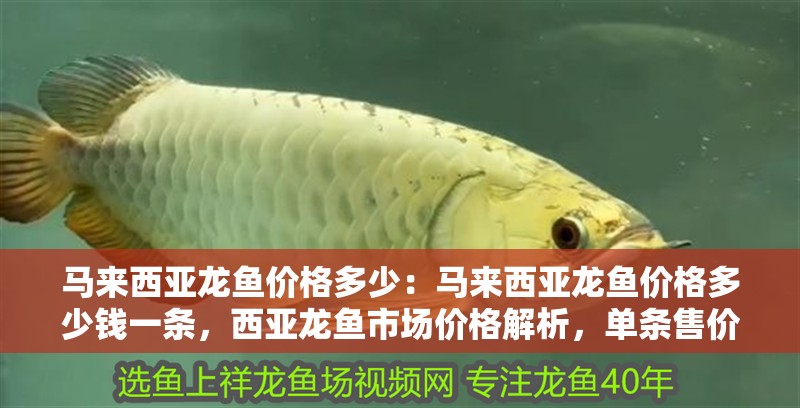 馬來西亞龍魚價格多少：馬來西亞龍魚價格多少錢一條，西亞龍魚市場價格解析，單條售價究竟