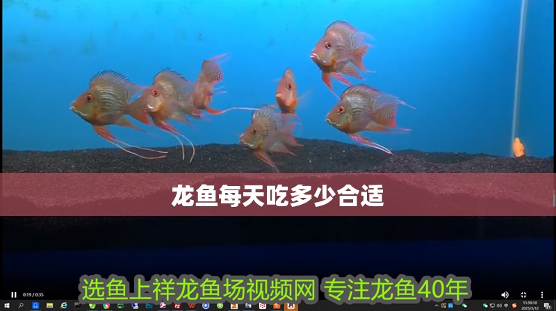 龍魚每天吃多少合適