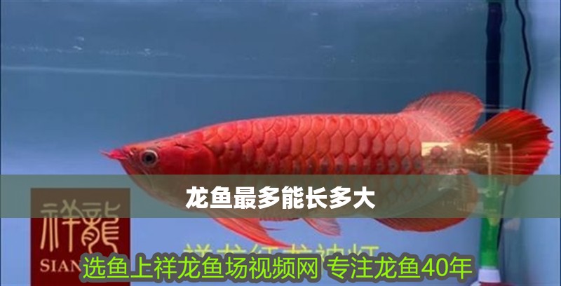 龍魚最多能長多大