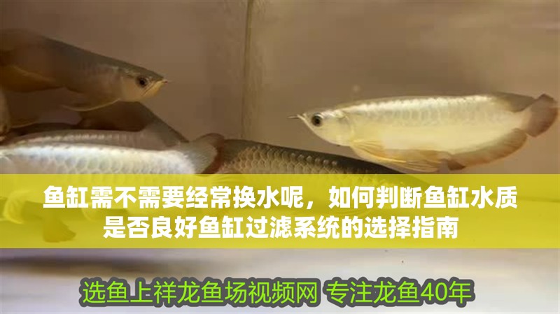 魚缸需不需要經常換水呢，如何判斷魚缸水質是否良好魚缸過濾系統的選擇指南 魚缸需不需要經常換水呢，如何判斷魚缸水質是否良好魚缸過濾系統的選擇指南 魚缸百科