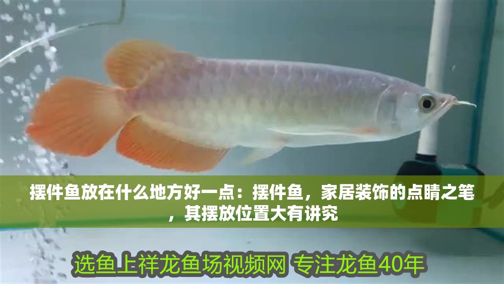 擺件魚放在什么地方好一點：擺件魚，家居裝飾的點睛之筆，其擺放位置大有講究 擺件魚放在什么地方好一點：擺件魚，家居裝飾的點睛之筆，其擺放位置大有講究 龍魚百科 第1張