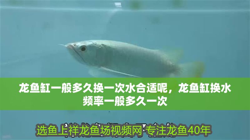 龍魚缸一般多久換一次水合適呢，龍魚缸換水頻率一般多久一次