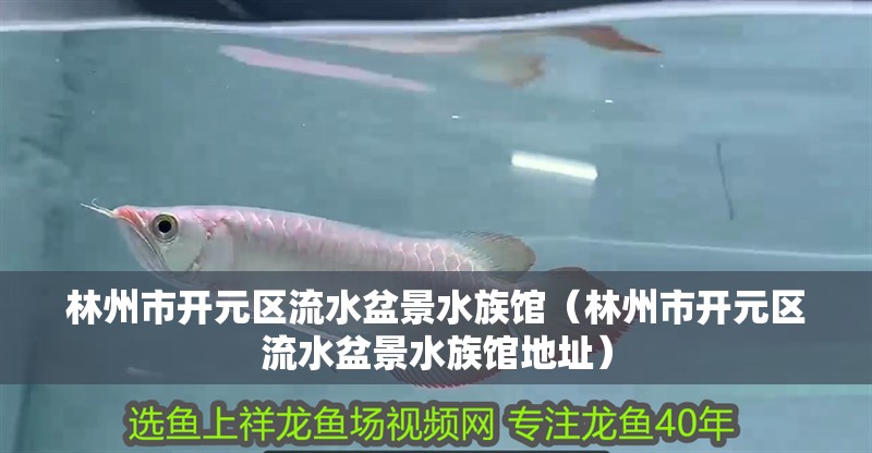 林州市開(kāi)元區(qū)流水盆景水族館（林州市開(kāi)元區(qū)流水盆景水族館地址） 林州市開(kāi)元區(qū)流水盆景水族館（林州市開(kāi)元區(qū)流水盆景水族館地址） 全國(guó)水族館企業(yè)名錄 第2張