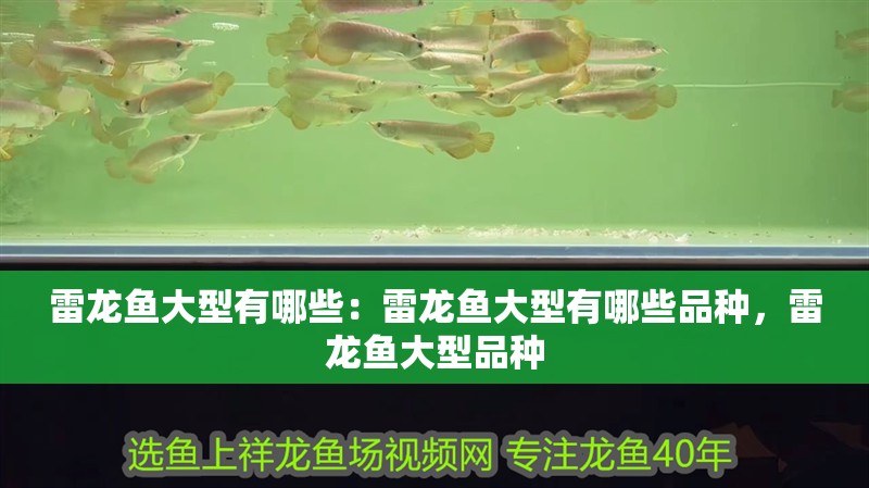 雷龍魚大型有哪些：雷龍魚大型有哪些品種，雷龍魚大型品種 雷龍魚大型有哪些：雷龍魚大型有哪些品種，雷龍魚大型品種 水族問答