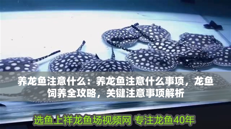 養龍魚注意什么：養龍魚注意什么事項，龍魚飼養全攻略，關鍵注意事項解析