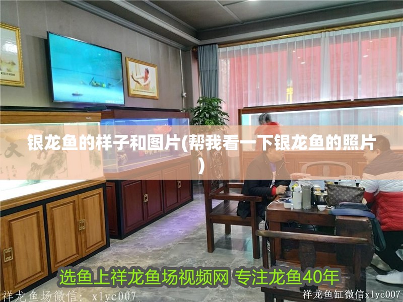 銀龍魚的樣子和圖片(幫我看一下銀龍魚的照片)