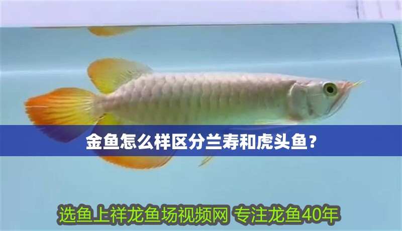 金魚怎么樣區(qū)分蘭壽和虎頭魚？