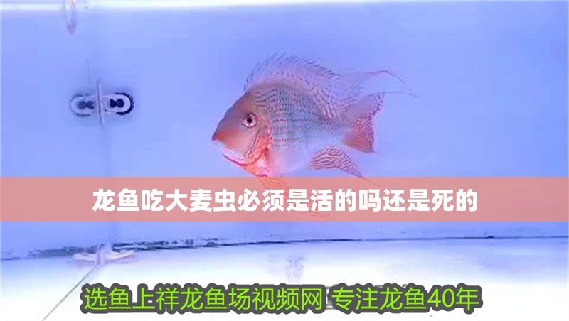 龍魚吃大麥蟲必須是活的嗎還是死的