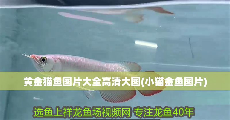 黃金貓魚圖片大全高清大圖(小貓金魚圖片) 黃金貓魚圖片大全高清大圖(小貓金魚圖片) 黃金貓魚百科 第1張