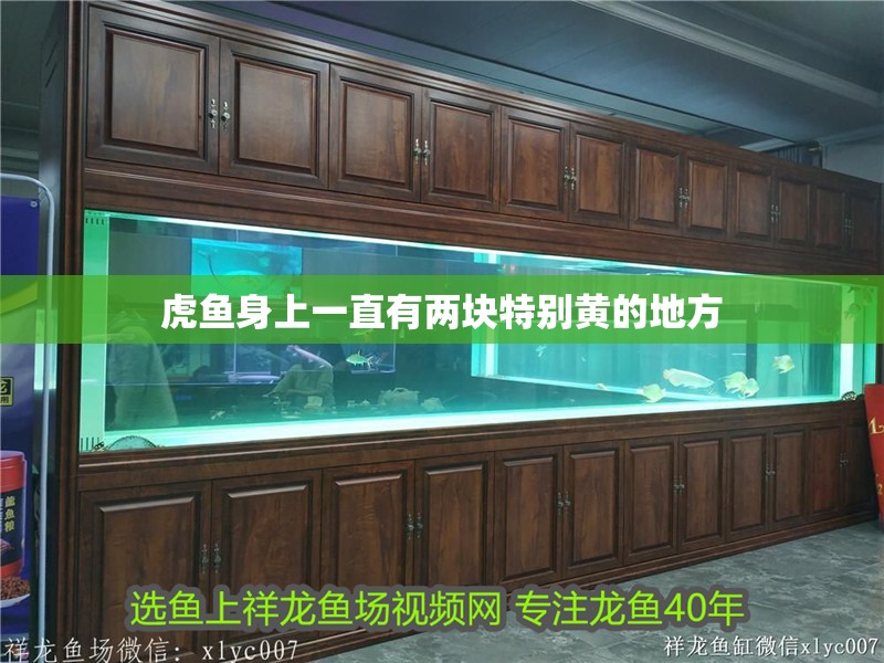 虎魚身上一直有兩塊特別黃的地方