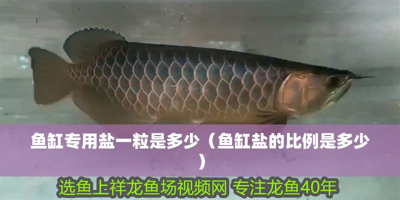 魚缸專用鹽一粒是多少（魚缸鹽的比例是多少）