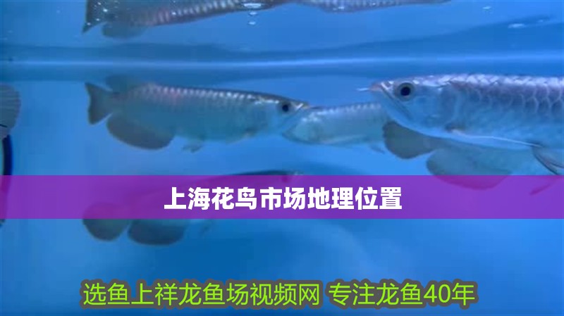 上海花鳥市場地理位置