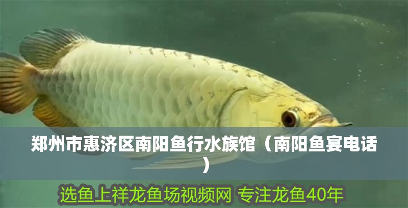 鄭州市惠濟(jì)區(qū)南陽魚行水族館（南陽魚宴電話）