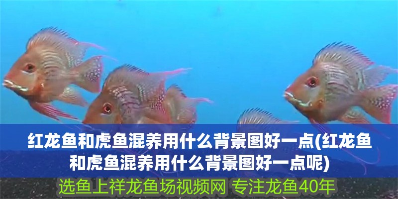 紅龍魚和虎魚混養(yǎng)用什么背景圖好一點(diǎn)(紅龍魚和虎魚混養(yǎng)用什么背景圖好一點(diǎn)呢)