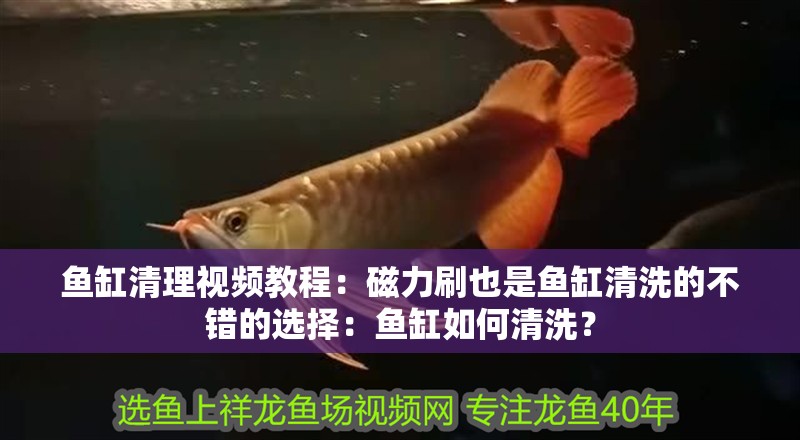 魚缸清理視頻教程：磁力刷也是魚缸清洗的不錯的選擇：魚缸如何清洗？
