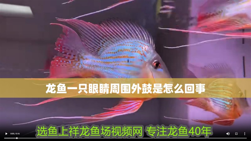龍魚一只眼睛周圍外鼓是怎么回事