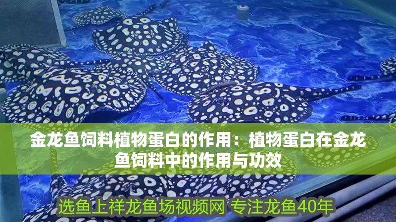 金龍魚飼料植物蛋白的作用：植物蛋白在金龍魚飼料中的作用與功效 金龍魚飼料植物蛋白的作用：植物蛋白在金龍魚飼料中的作用與功效 金龍魚百科 第2張