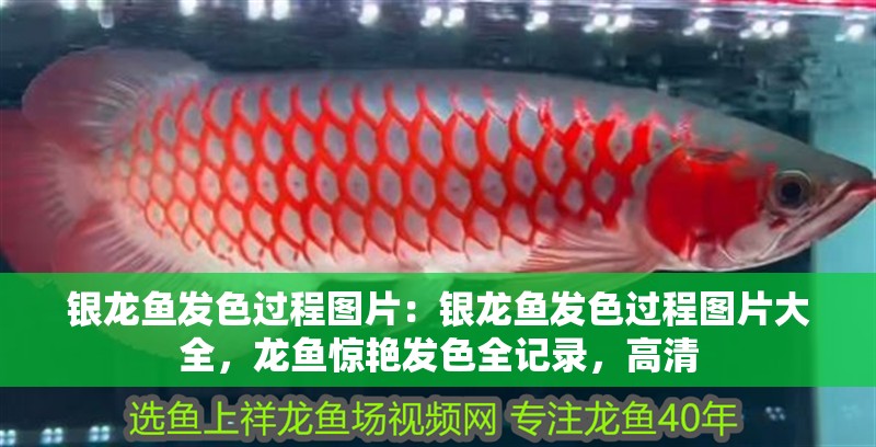 銀龍魚發色過程圖片：銀龍魚發色過程圖片大全，龍魚驚艷發色全記錄，高清