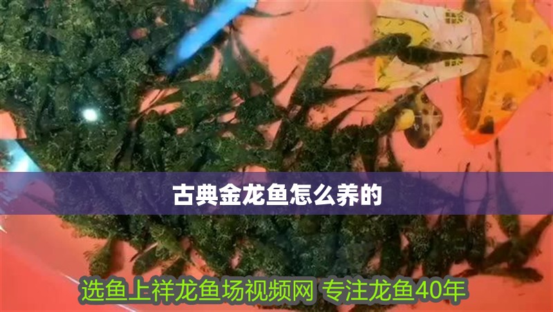 古典金龍魚怎么養(yǎng)的