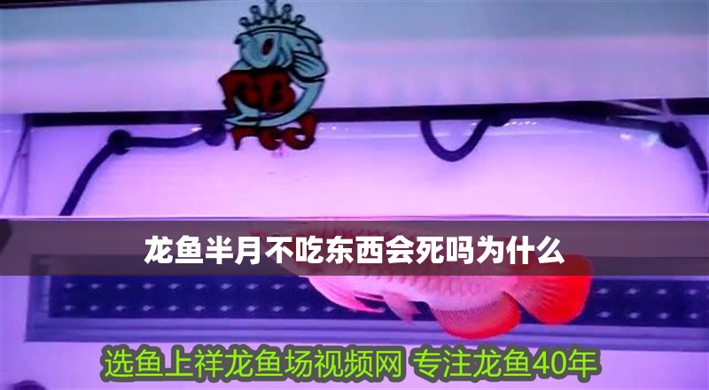 龍魚半月不吃東西會死嗎為什么