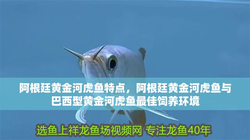 阿根廷黃金河虎魚特點，阿根廷黃金河虎魚與巴西型黃金河虎魚最佳飼養環境 阿根廷黃金河虎魚特點，阿根廷黃金河虎魚與巴西型黃金河虎魚最佳飼養環境 虎魚百科 第1張