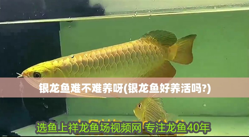 銀龍魚難不難養(yǎng)呀(銀龍魚好養(yǎng)活嗎?)