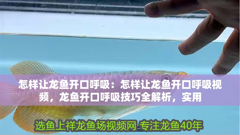怎樣讓龍魚開口呼吸：怎樣讓龍魚開口呼吸視頻，龍魚開口呼吸技巧全解析，實用