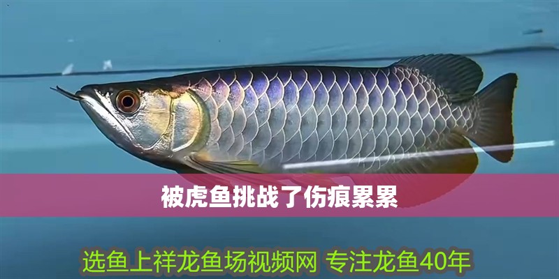 被虎魚挑戰(zhàn)了傷痕累累 被虎魚挑戰(zhàn)了傷痕累累 虎魚百科
