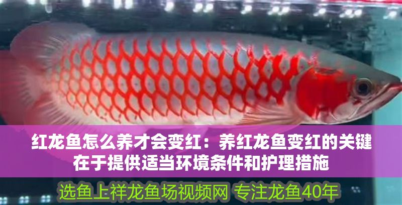 紅龍魚怎么養才會變紅：養紅龍魚變紅的關鍵在于提供適當環境條件和護理措施