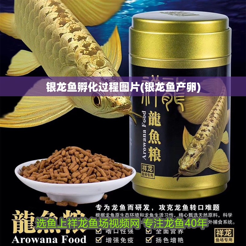 銀龍魚孵化過程圖片(銀龍魚產卵) 銀龍魚孵化過程圖片(銀龍魚產卵) 銀龍魚百科