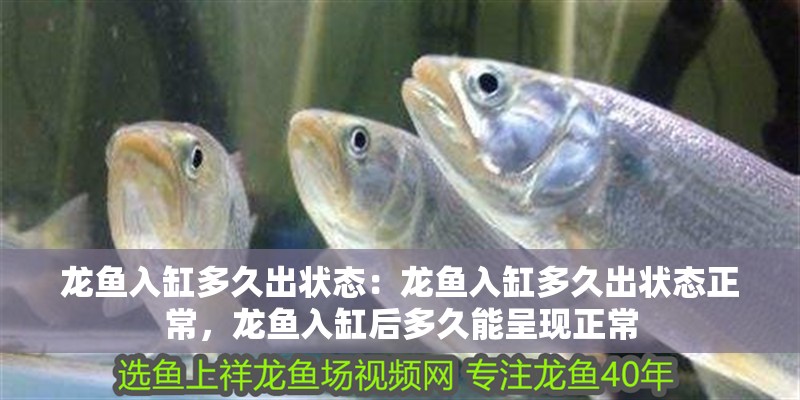 龍魚入缸多久出狀態：龍魚入缸多久出狀態正常，龍魚入缸后多久能呈現正常