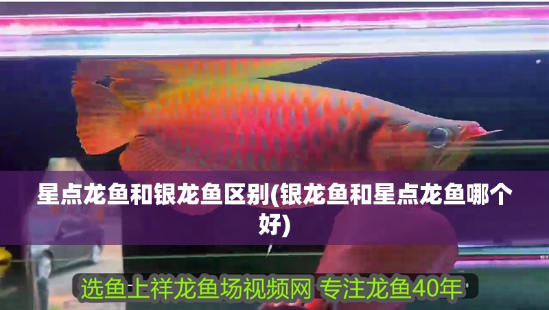 星點龍魚和銀龍魚區別(銀龍魚和星點龍魚哪個好)