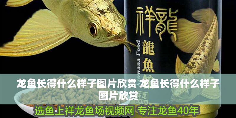 龍魚長得什么樣子圖片欣賞 龍魚長得什么樣子圖片欣賞