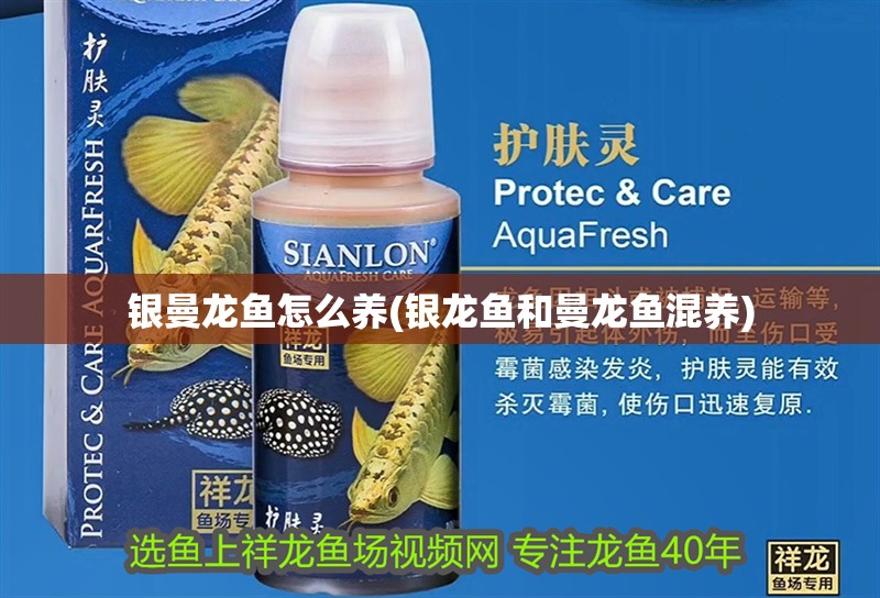 銀曼龍魚怎么養(銀龍魚和曼龍魚混養)