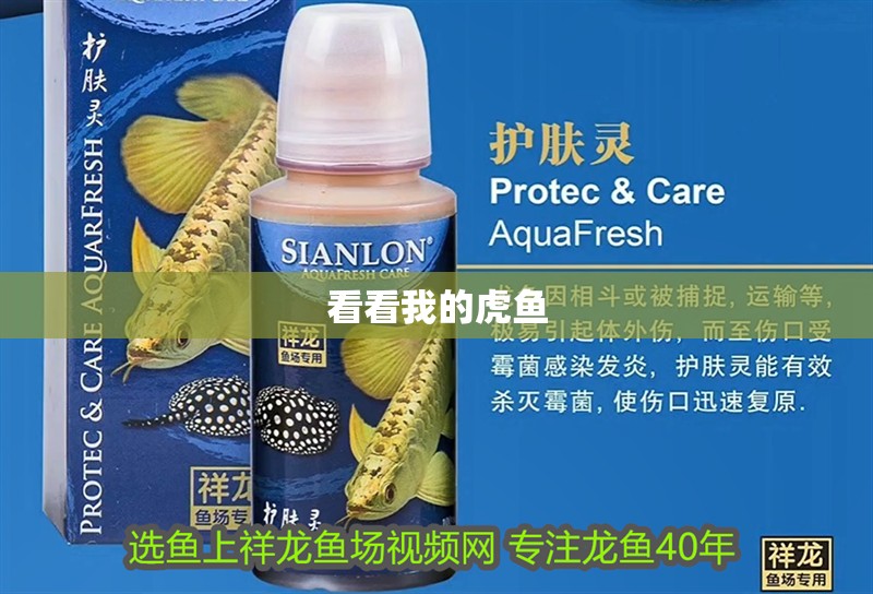 看看我的虎魚 看看我的虎魚 虎魚百科